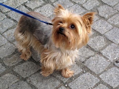 Yorkshire Terrier