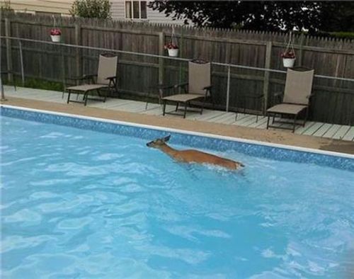 プールに動物02