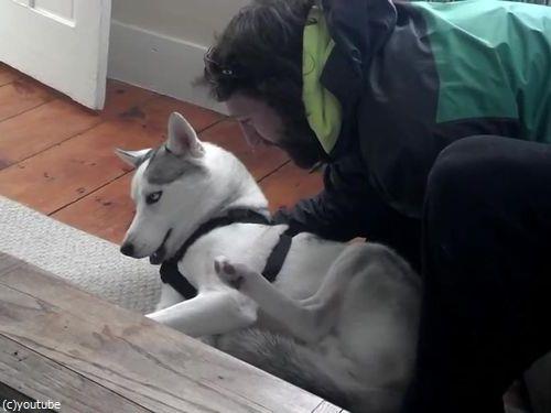 なぜか犬語が理解できるとき02