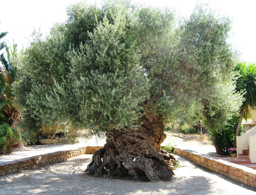 樹齢2000年のオリーブの木01