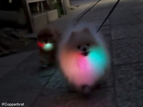 もふもふの犬に七色LEDライト