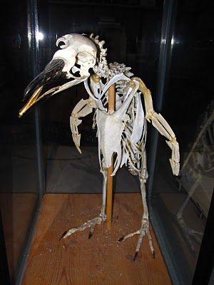 ペンギンのヒザ01