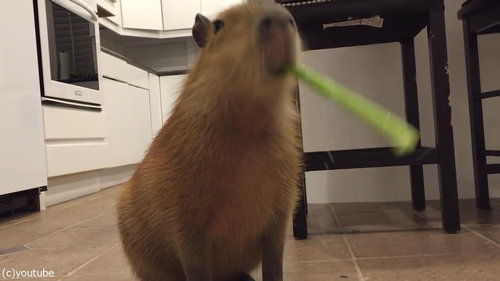 セロリをおいしそうに食べるカピバラ04