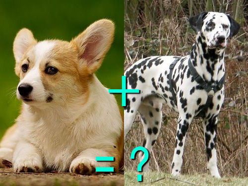 犬の日特集01