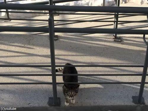 うちの猫の帰宅方法01