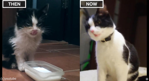 猫の3か月と3歳を比較03