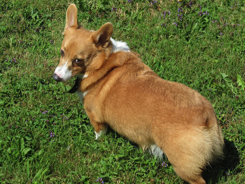 なんてわかりやすいの うちの犬は ボールを遠くへ投げすぎるとこんな顔をする という人気の写真 らばq なんてわかりやすいの うちの犬は ボールを遠くへ投げすぎるとこんな顔をする という人気の写真 らばq