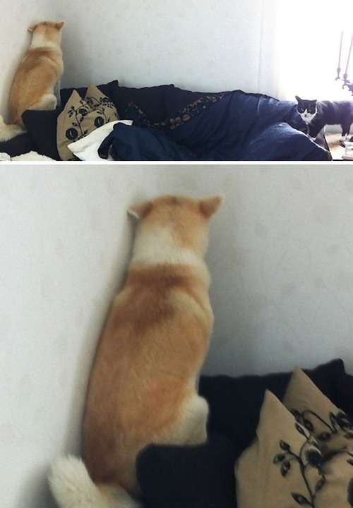 怖がりの犬13