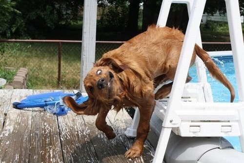 犬のブルブル13
