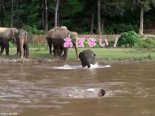 川に流された人間を助ける子ゾウ00