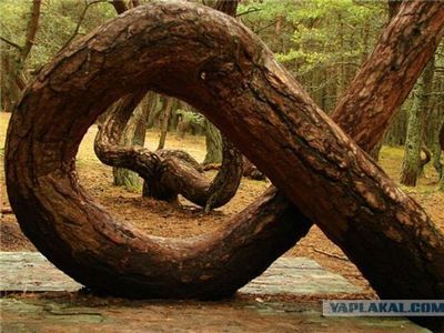 ロシアの踊る森00