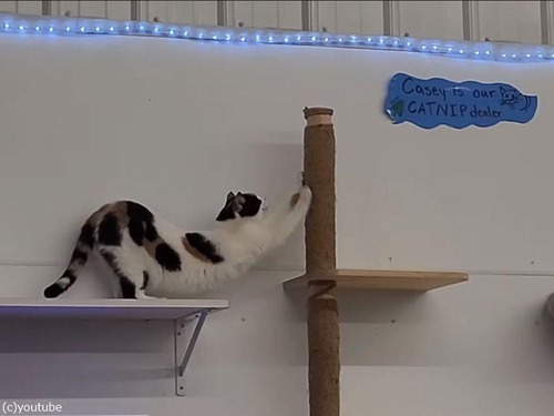 野良猫の聖地ファリボー猫保護施設04