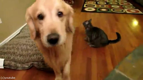 犬にハグする猫04