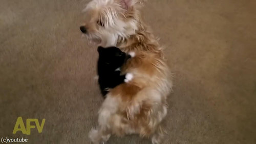 犬の体に子猫がしがみつく06