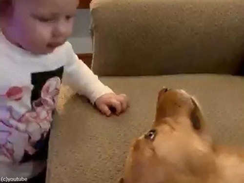 キスしたい赤ちゃん キスされたい犬の関係 動画 マピオンニュース