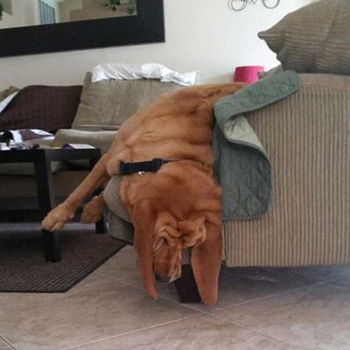 さんざん遊んだ後の犬たち11