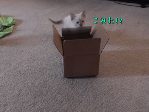 子猫とダンボール箱00