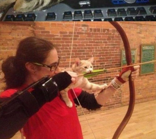 チャレンジャーな猫11