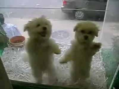サルサを踊る子犬