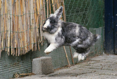 うさぎ飛び跳ね14