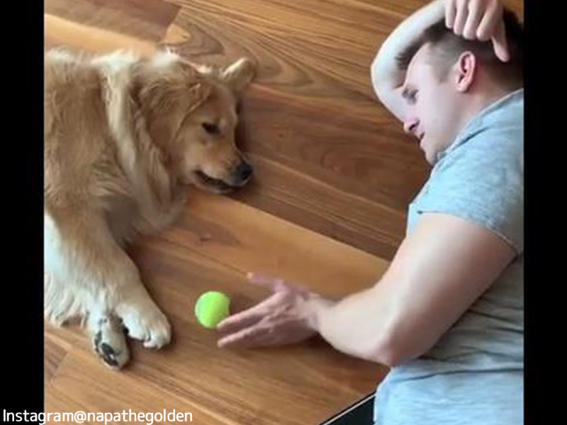 こんなにやる気のない犬のボール遊びは見たことがないよ 動画 らばq