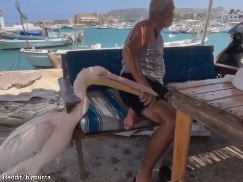 海外男性がケガを負ったペリカンを助けたら…親友のように仲良くなった