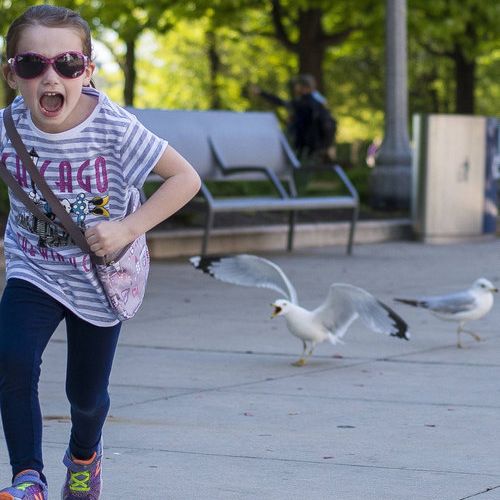 姪がカモメを追いかけた02