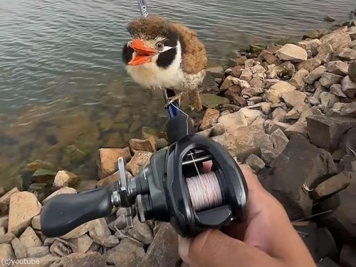 ブラジルで釣りをしていたらキュートな小鳥が釣り竿に止まった…こっちを見てる！（動画）