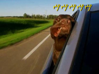 車の窓から顔を出す犬