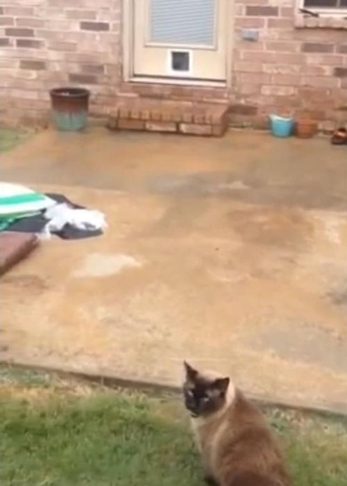 猫にペットドア01