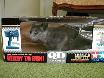 狭い所に入りたがる猫09