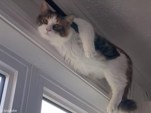 カーテンロッドにぶら下がっている猫