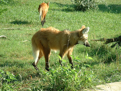 タテガミオオカミ01