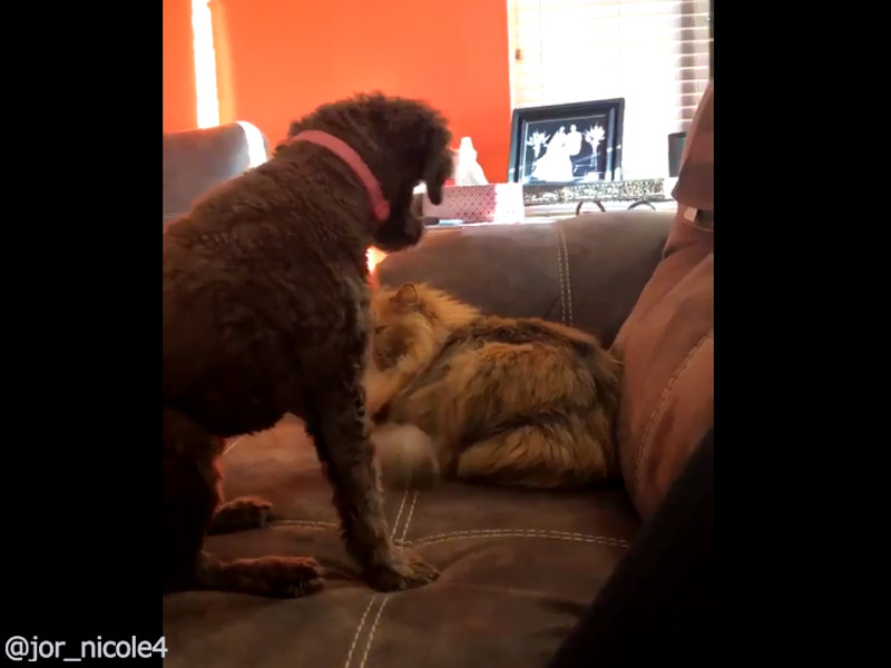 犬がくつろいでいる猫を撫でたら ラブラブなことになった 動画 らばq 犬がくつろいでいる猫を撫でたら ラブラブなことになった 動画 らばq