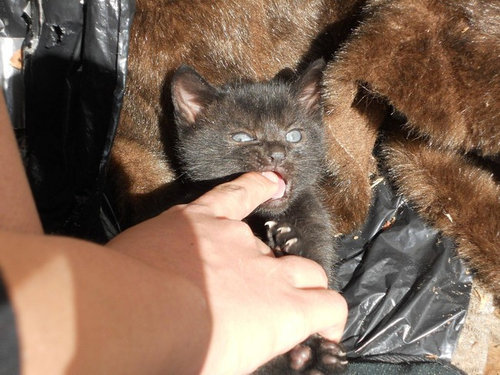 ペットたちが離してくれない14