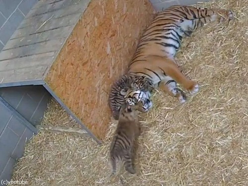 疲れ果てて眠る虎のママに…虎の赤ちゃんたち「遊んで！」