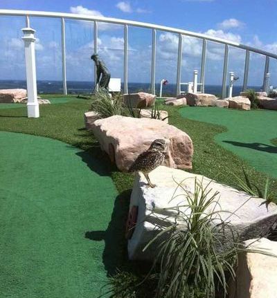 アナホリフクロウ01