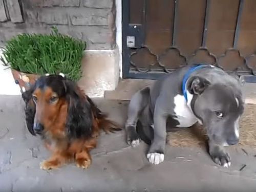 「悪い犬はどっち?」01