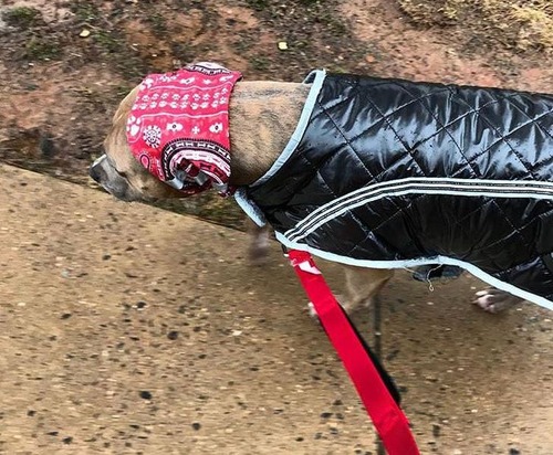 世界一奇妙な姿勢で寝る犬05