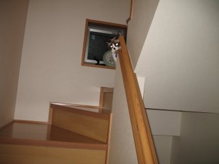 セントバーナードと猫09