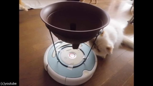 ルンバを乗りこなす猫07