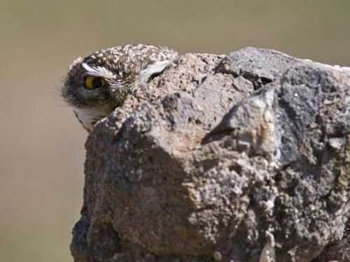 フクロウの保護色12