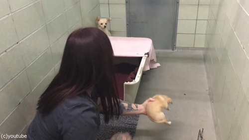 ママ犬が4匹の子犬と再会03