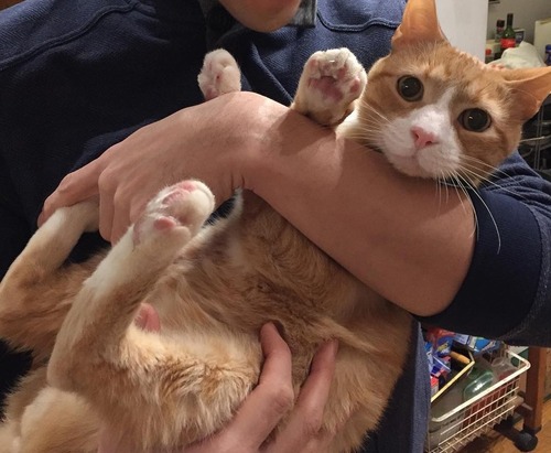 公園で保護した猫の半年後05