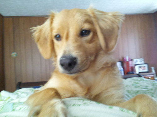 毎朝起こしてくれる犬や猫07