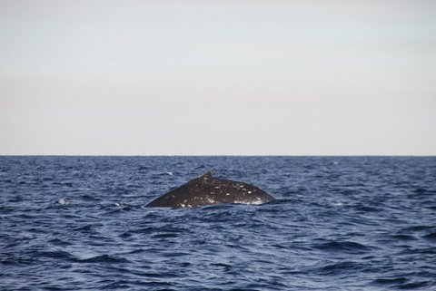 クジラウォッチング03