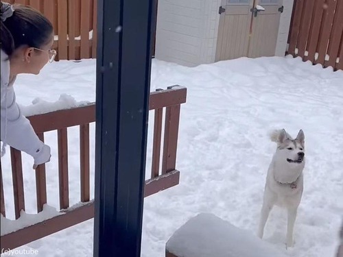 雪遊びが楽しくて帰宅したくない犬