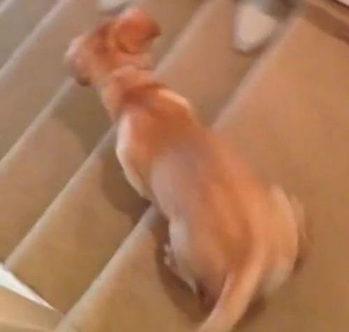 階段の降り方がおかしな犬01
