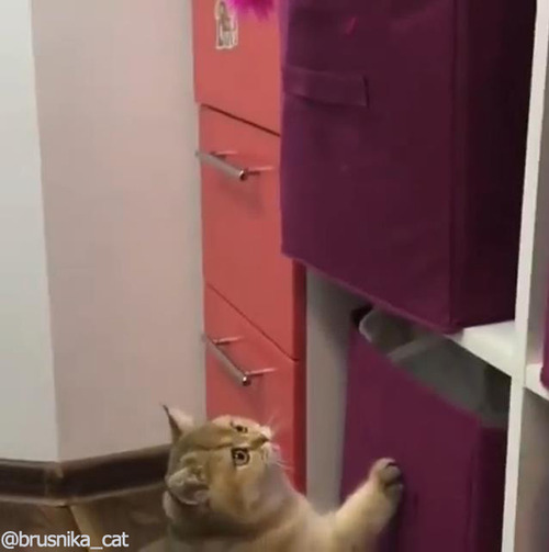 いたずら猫04