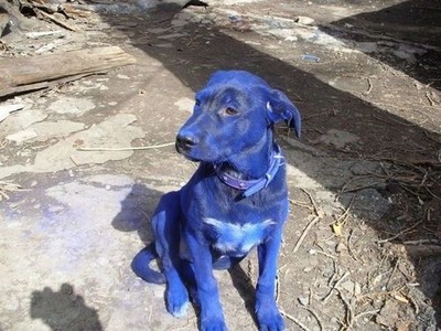 青い犬06